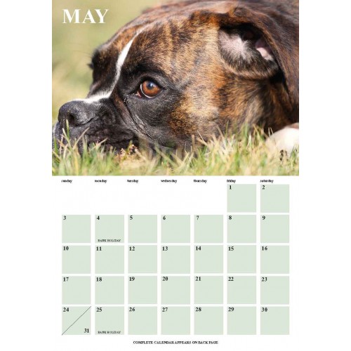 Boxer Dog Calendars 2015