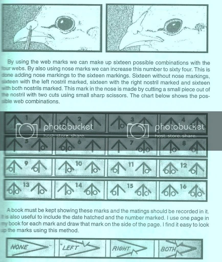 Chick Marking Tips Total Marks 64