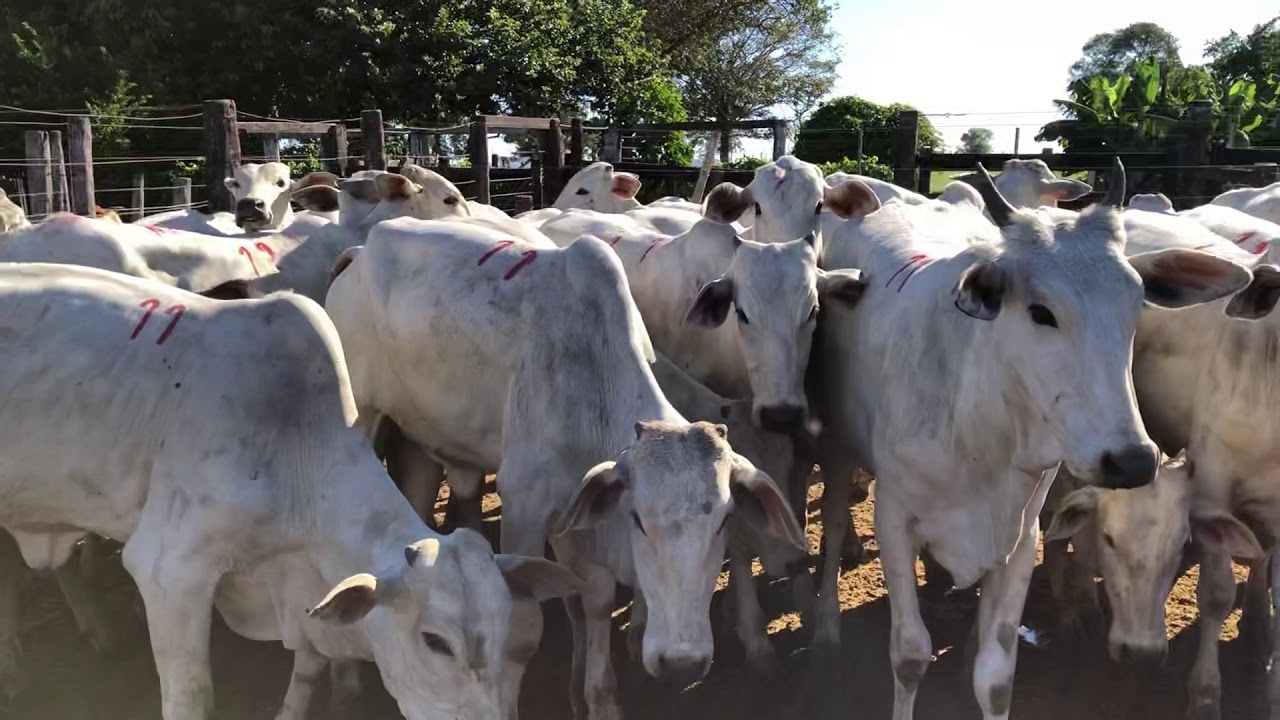 Lote 11 De Novilhas, Leilão Dia 27/05/2020