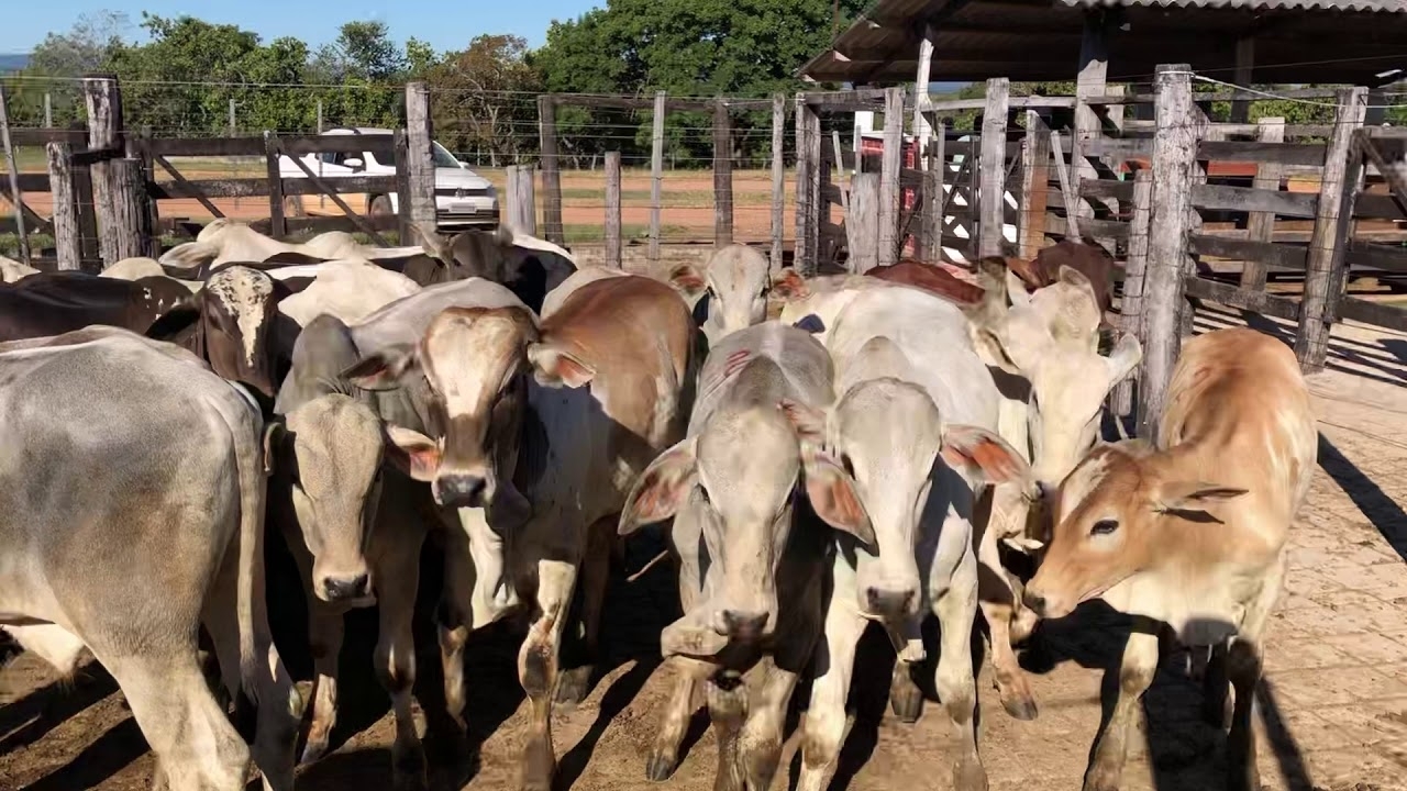 Lote 24 De Bezerras , Leilão Dia 27/05/2020