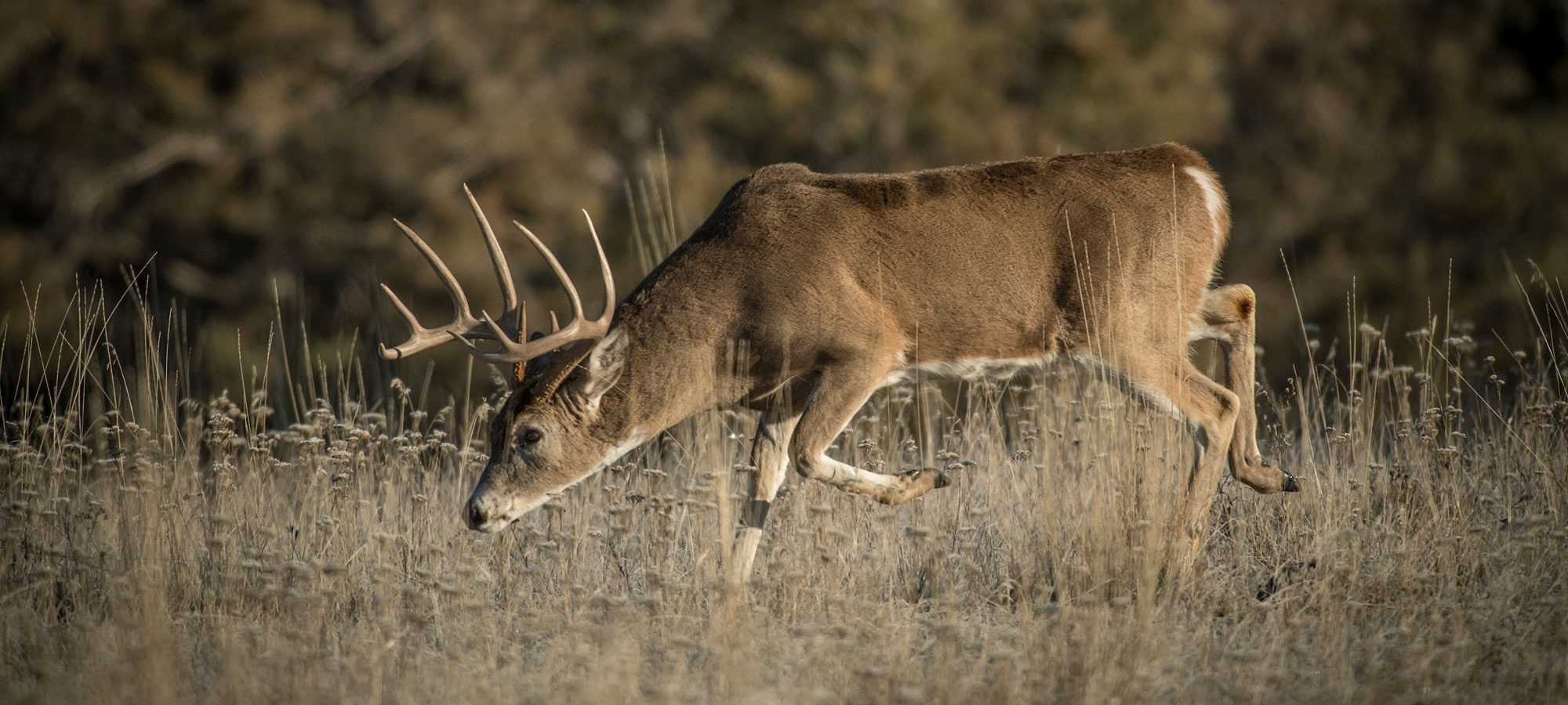 10 Myths About Whitetail Deer Movement | Outdoor Life