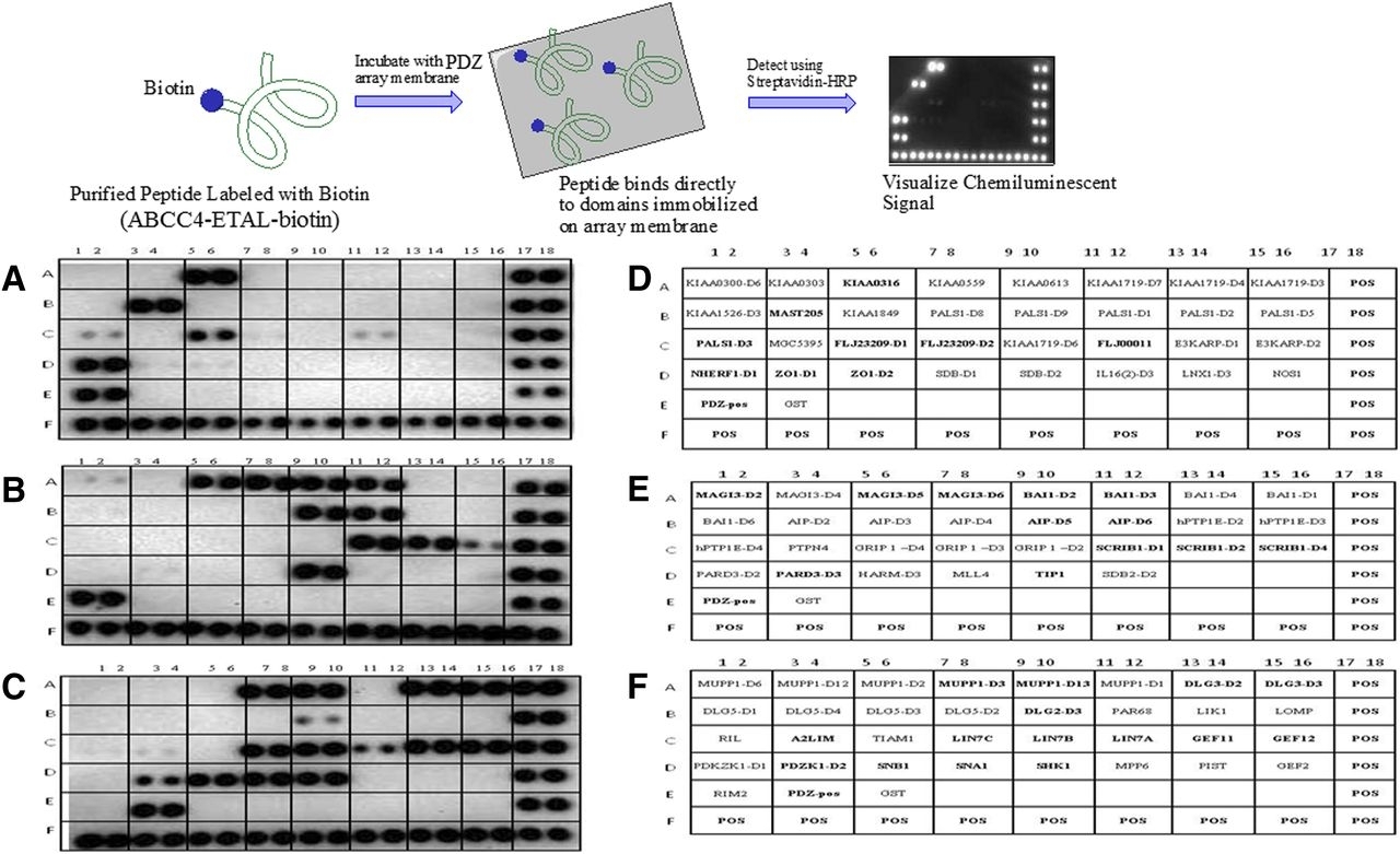 Beyond Competitive Inhibition: Regulation Of Abc