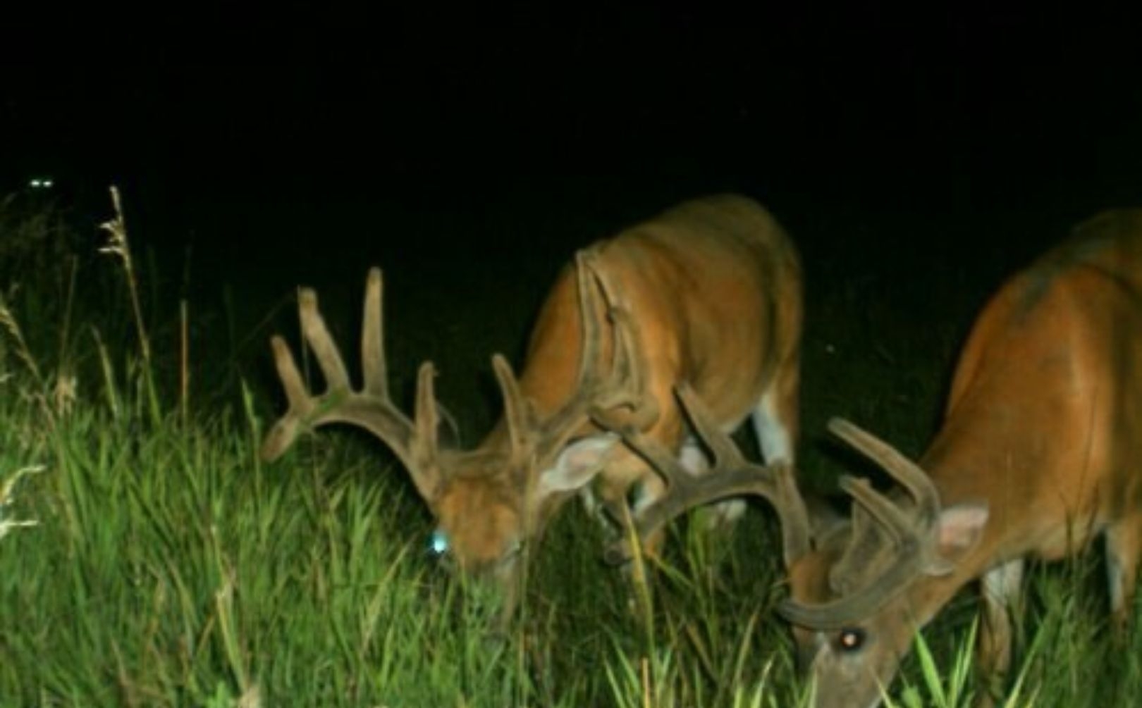 Deer Feeding Times For Monster Bucks | Whitetail Habitat