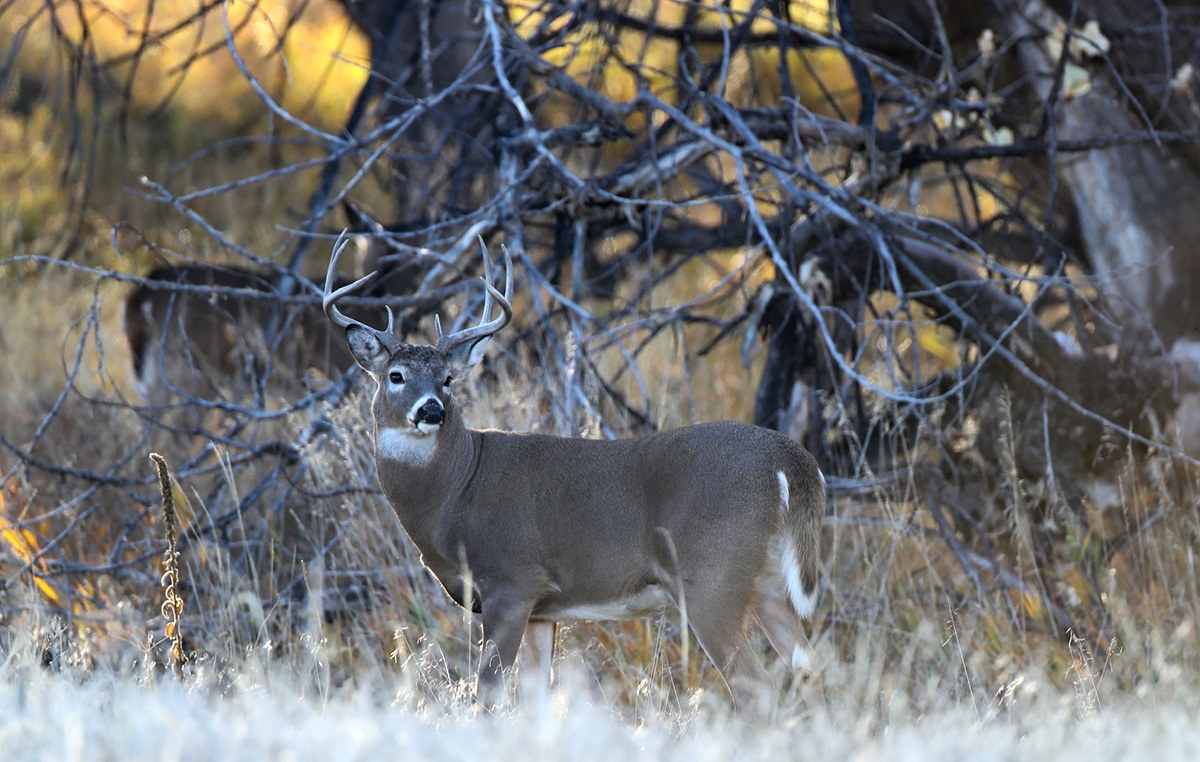 Deer Hunting On Windy Days