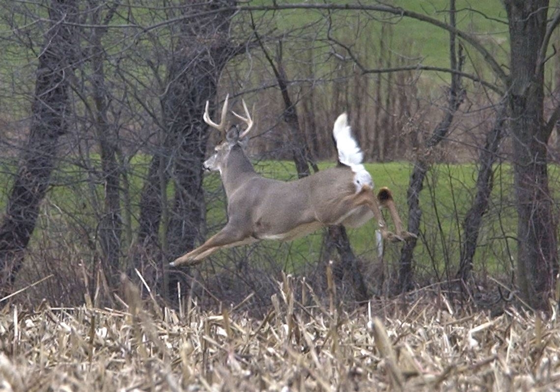 Deer Movement Chart Kentucky - The Future