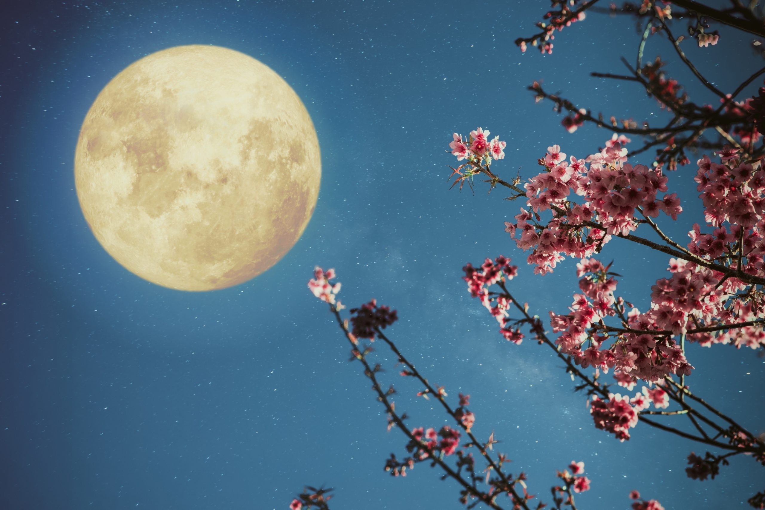 Gardening By The Moon: How To Plant By The Moon&#039;S Phase