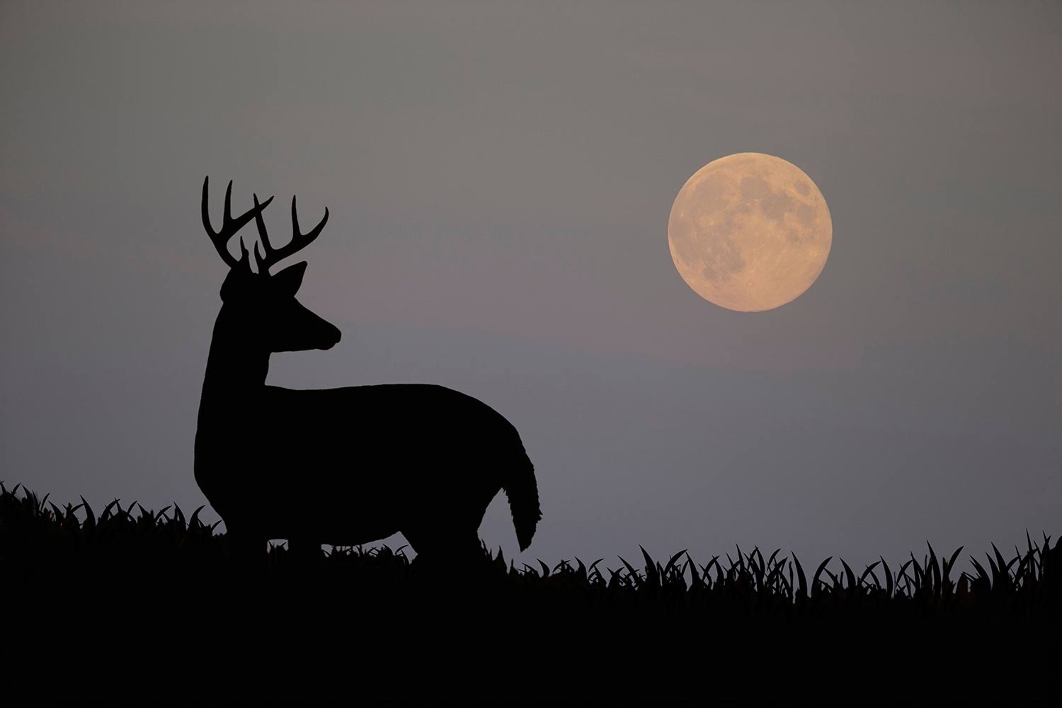 How Moon Phases Will Impact Deer Hunting During The Rut This