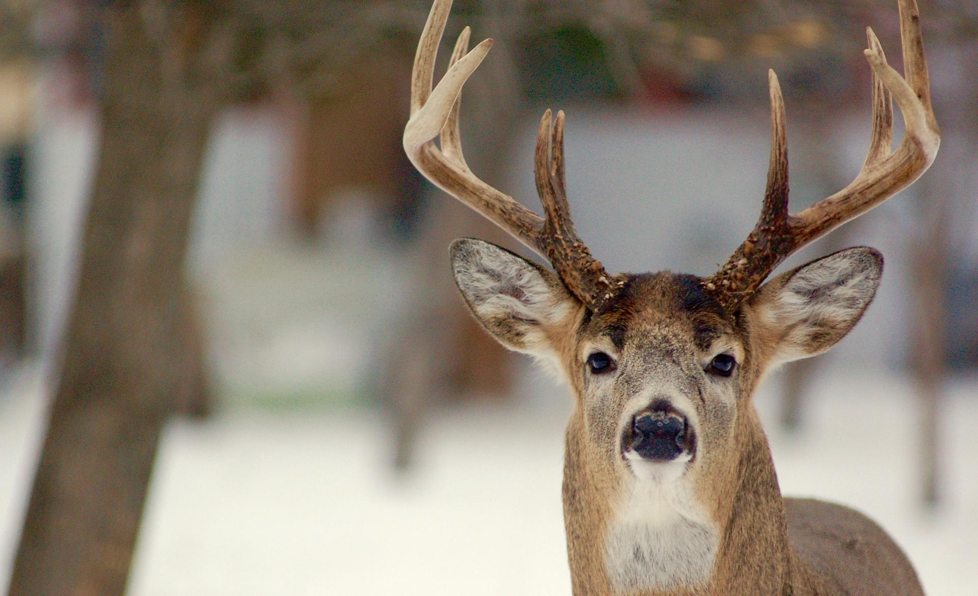 Hunting Deer Before, During &amp; After The Rut • Outdoor Canada