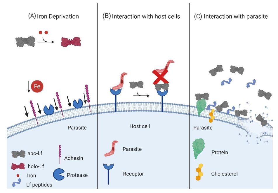 Molecules | Free Full-Text | Lactoferrin And Its Derived