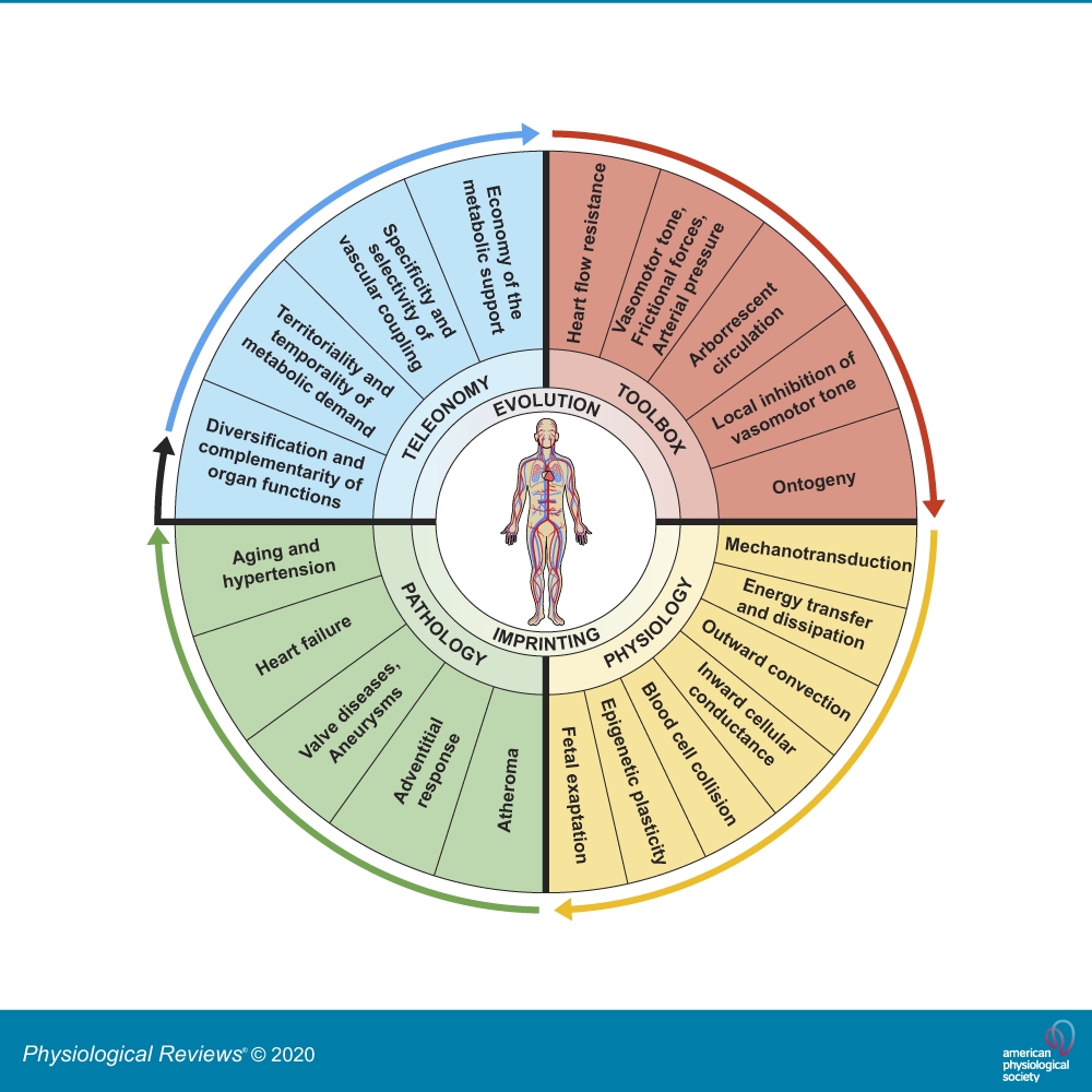 Phylogenic Determinants Of Cardiovascular Frailty, Focus On