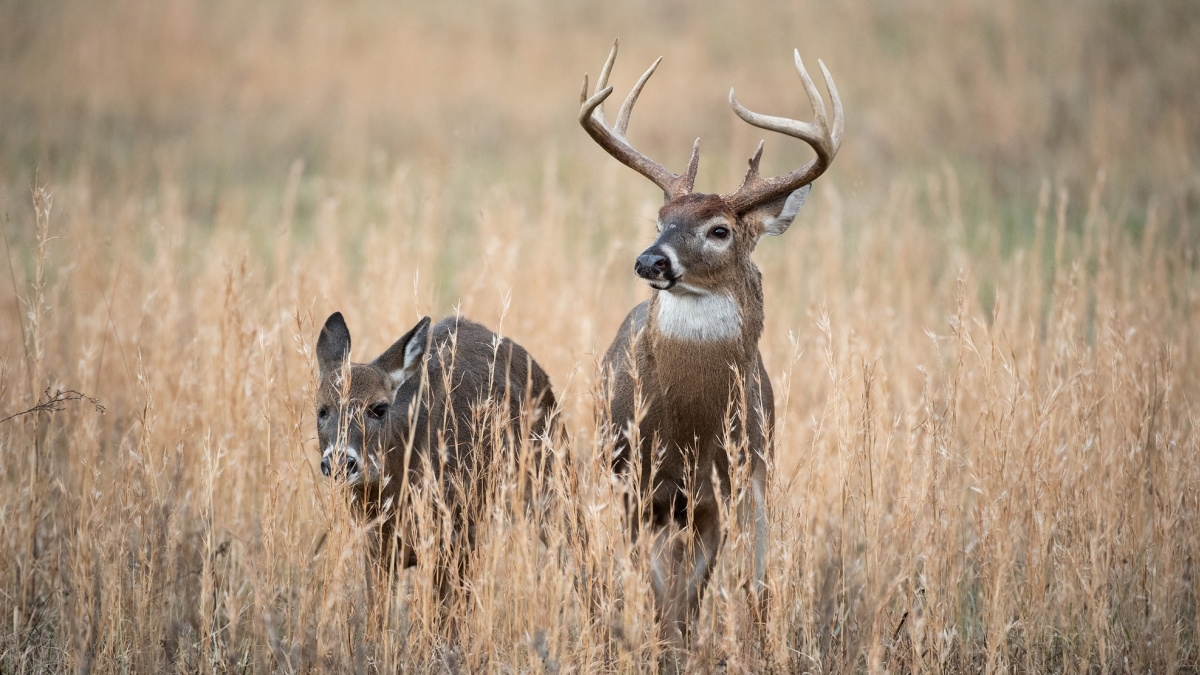 Predicting The 2020 Whitetail Rut | Meateater Hunting