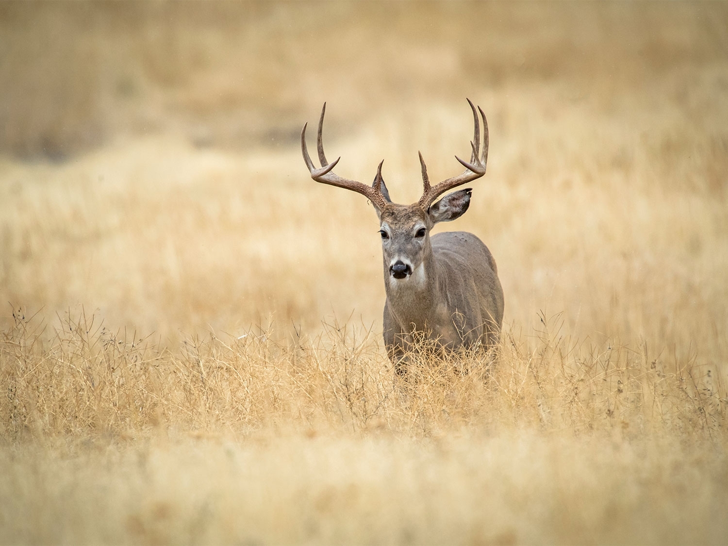 The 7 Best Days Of The 2020 Whitetail Deer Rut | Field &amp; Stream