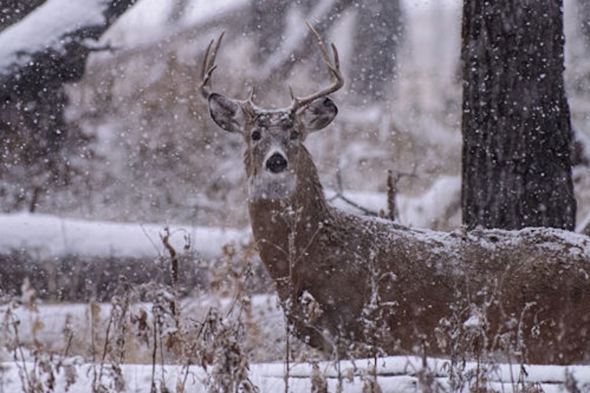What Are The Best Deer Hunting Times Throughout The Day?
