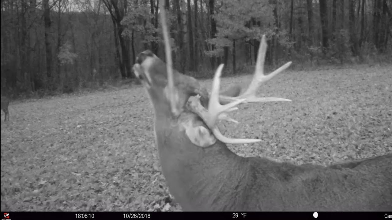 Indiana Rut Prediction 2021 | Calendar Printables Free Blank