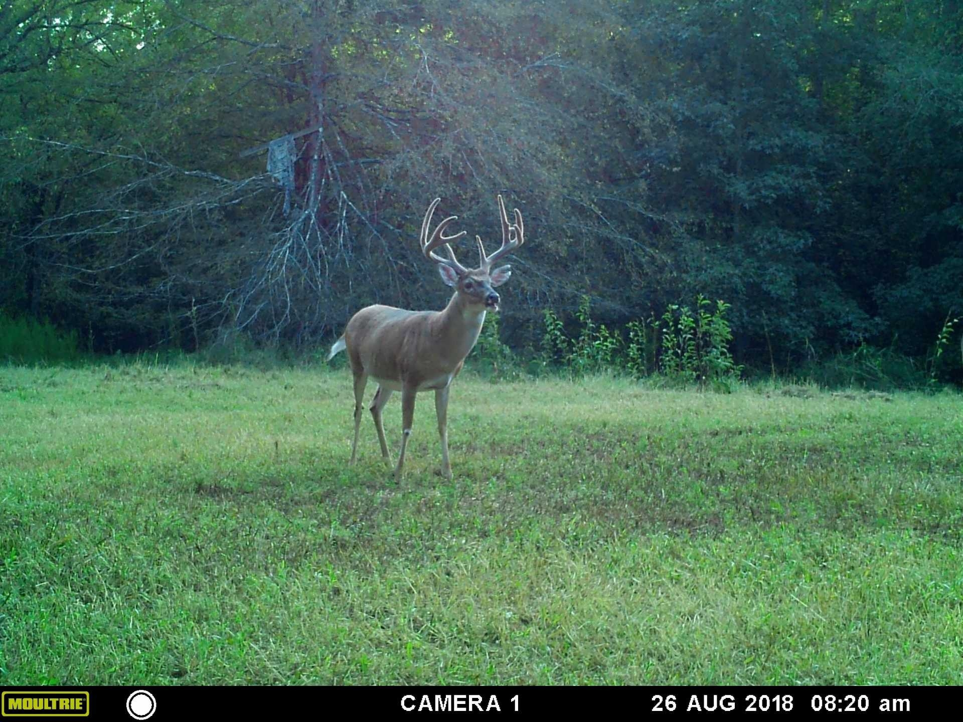 White Tail Deer In Georgia Map - Template Calendar Design