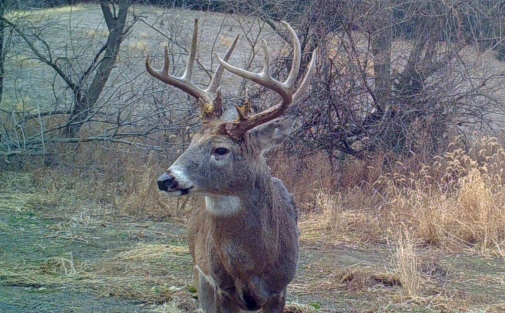 White Tail Rut Dates Ga - Template Calendar Design